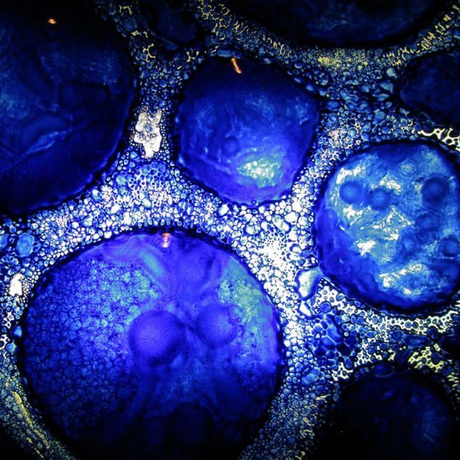 Biotech & Life Sciences