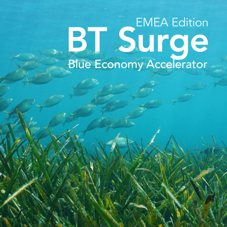 BT Surge | EMEA Edition