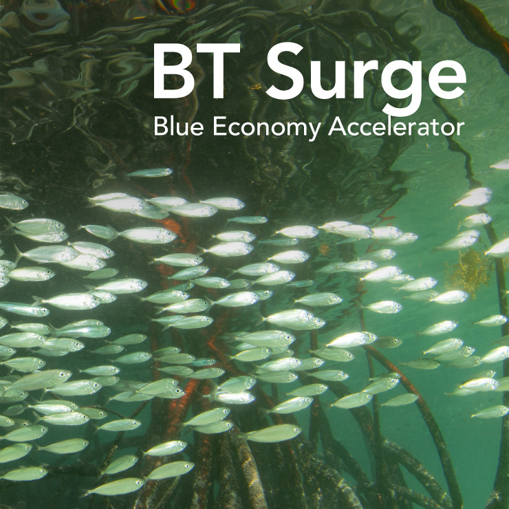 BT Surge