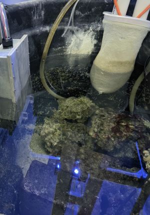 An aquaculture research tank containing live rock, larval organisms in the water column, a filter sock, tubing, and blue LED lighting.